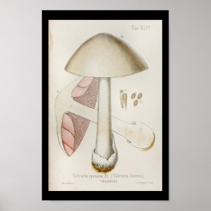 Impresión de arte blanco rosado de 1899 setas ant