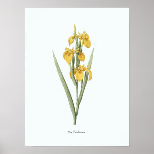 Impresión de arte botánico de Ilustracion floral v