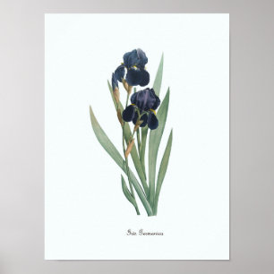 Impresión de arte botánico de Ilustracion floral v