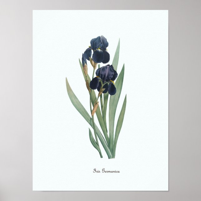 Impresión de arte botánico de Ilustracion floral v (Frente)