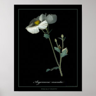 Impresión de arte botánico de la amapola