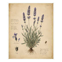 Impresión de arte botánico de lavanda vintage