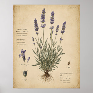 Impresión de arte botánico de lavanda vintage
