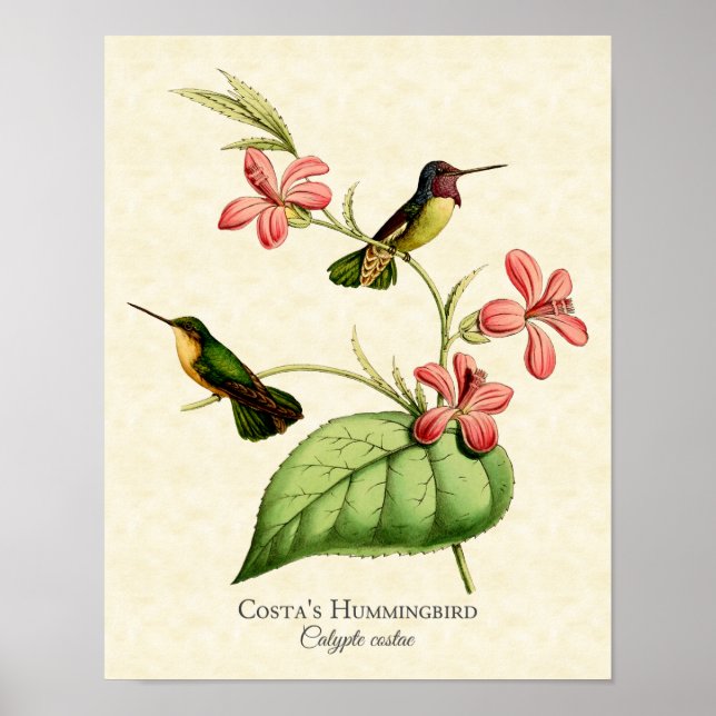 Impresión de arte costarricense sobre colibríes (Frente)
