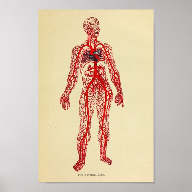 Impresión de arte de anatomía de arteria de 1920 (Frente)