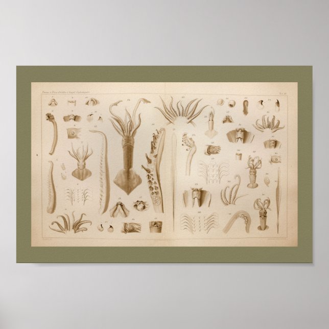 Impresión de arte de anatomía de calamar de 1896 (Frente)