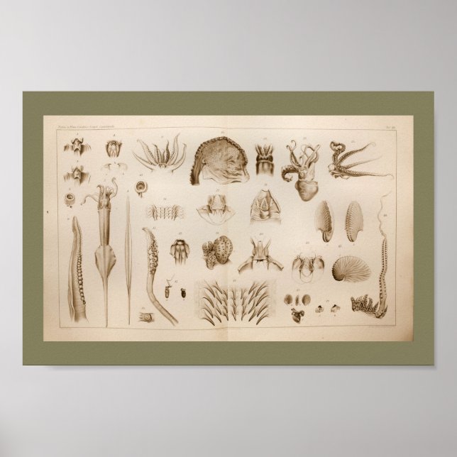 Impresión de arte de anatomía de pulpo de pulpo de (Frente)