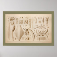 Impresión de arte de anatomía de pulpo de pulpo de