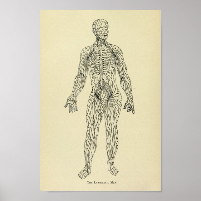Impresión de arte de anatomía del sistema linfátic (Frente)