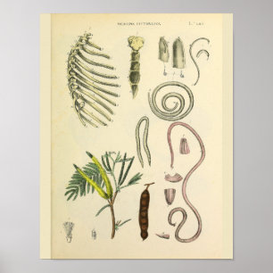 Impresión de arte de anatomía en jaulas