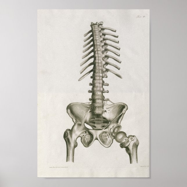 Impresión de arte de anatomía lumbar de 1853 vinta (Frente)