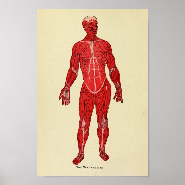 Impresión de arte de anatomía muscular de 1920 (Frente)