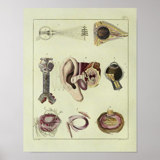 Impresión de arte de anatomía ocular de 1820 vinta (Frente)