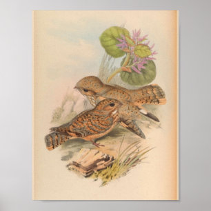 Impresión de arte de aves ventilatorias Mahratta S