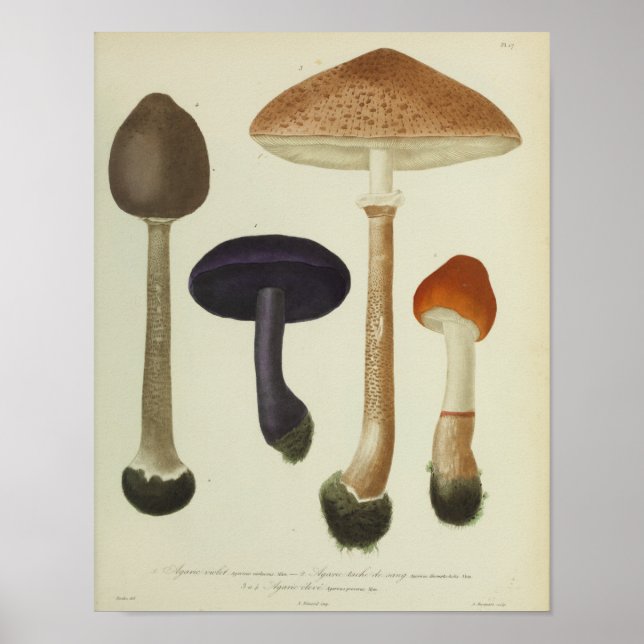 Impresión de arte de champiñones morados de 1841 v (Frente)