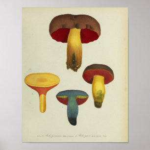 Impresión de arte de champiñones rojos amarillos d