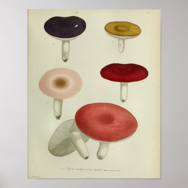 Impresión de arte de champiñones rosados rojos de  (Frente)