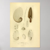 Impresión de arte de color de papel de 1845 vintag