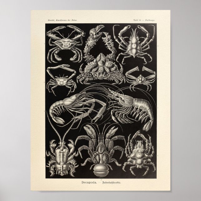 Impresión de arte de Decapoda Ernst Haeckel (Frente)
