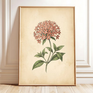 Impresión de Arte de Flor Vintage Pentas