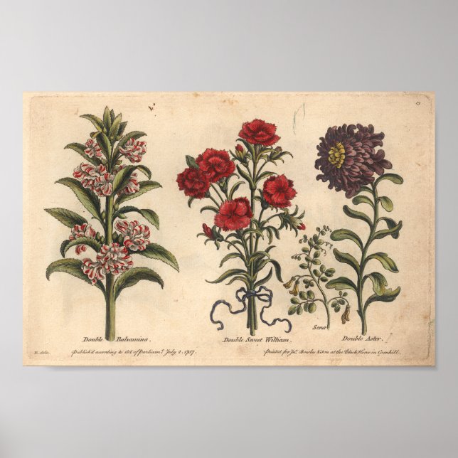 Impresión de arte de flores botánicas de 1757 Bals (Frente)