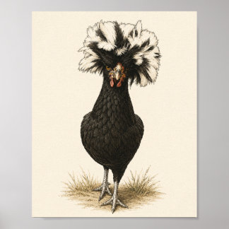 Impresión de arte de gallina polaca, Ki vintage de