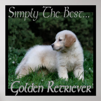 Impresión de arte de Golden Retriever