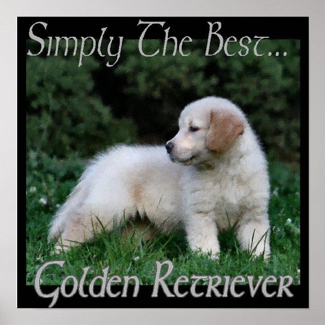 Impresión de arte de Golden Retriever (Frente)