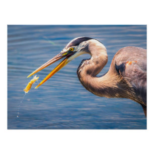 Impresión de arte de gran garza azul cazando presa