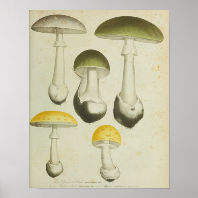 Impresión de arte de hongos amarillos verdes de 18 (Frente)