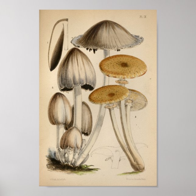 Impresión de arte de hongos blancos marrones de 18 (Frente)