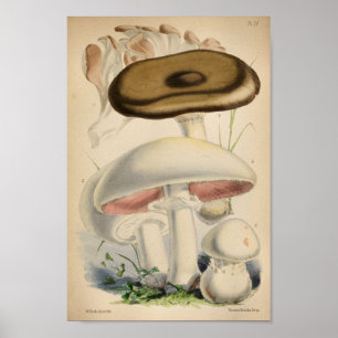Impresión de arte de hongos blancos marrones de 18