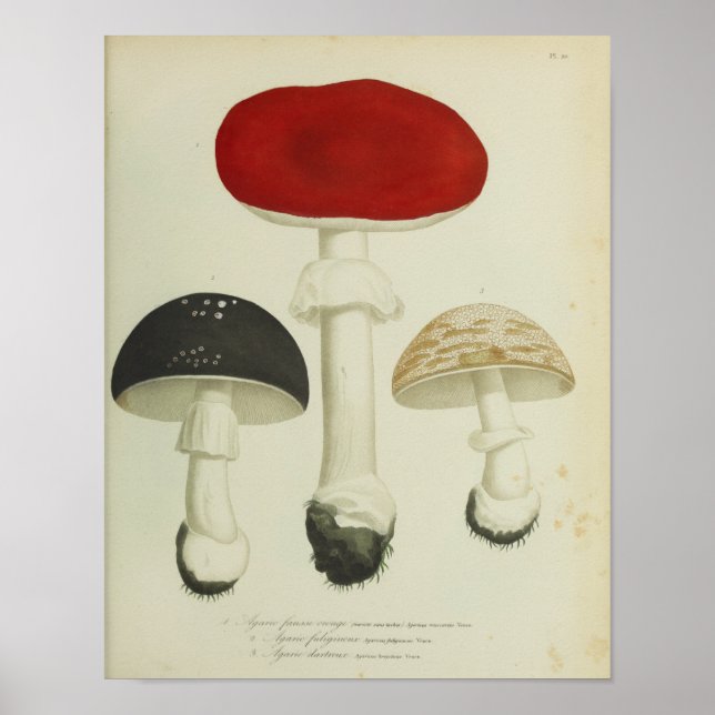 Impresión de arte de hongos negros rojos 1841 (Frente)