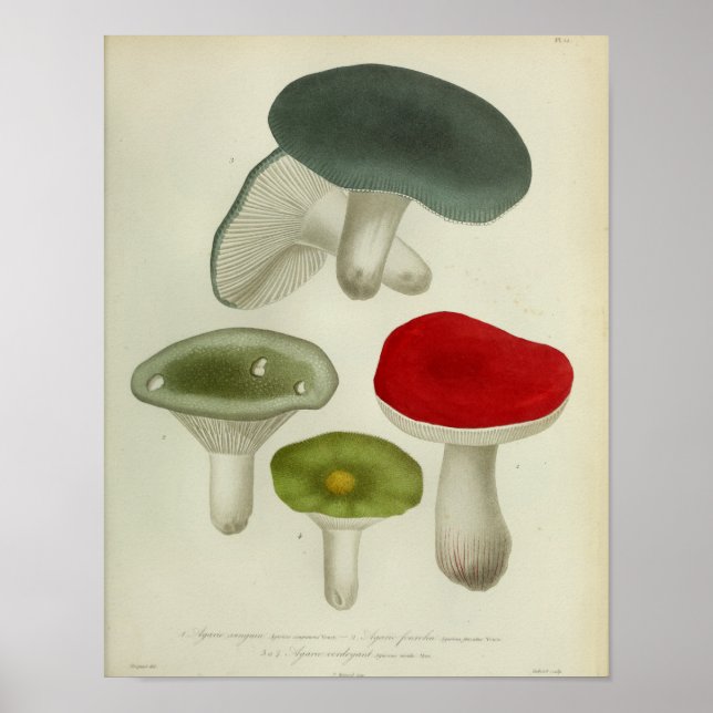 Impresión de arte de hongos verdes rojos 1841 (Frente)