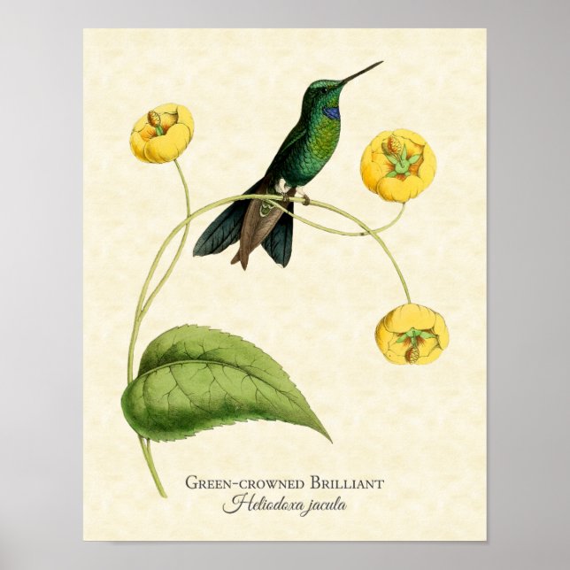 Impresión de arte de Hummingbird Brillante y de Cr (Frente)
