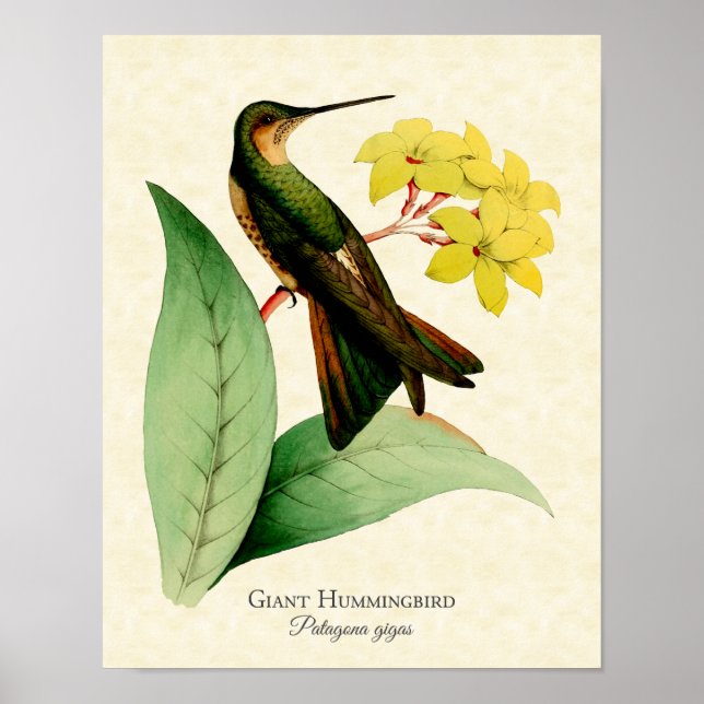 Impresión de arte de Hummingbird gigante (Frente)