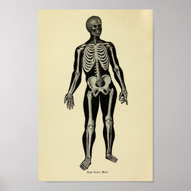 Impresión de arte de la anatomía de esqueletos de  (Frente)
