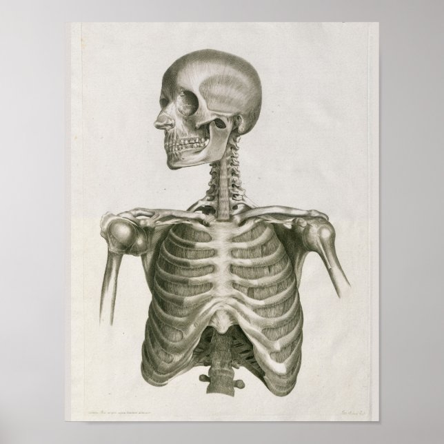 Impresión de arte de la anatomía esquelética del c (Frente)