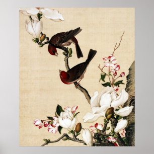 Impresión de arte de magnolia blanca vintage y páj