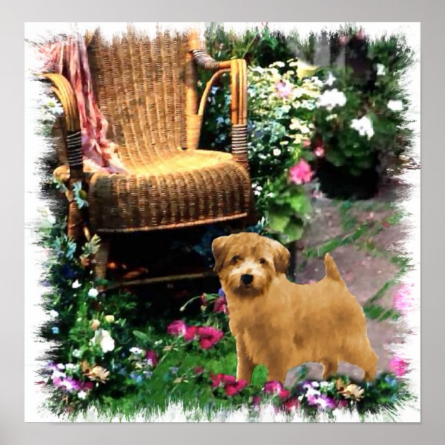 Impresión de arte de Norfolk Terrier (Frente)