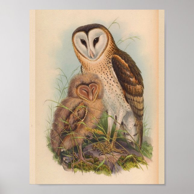 Impresión de arte de pájaro marrón de búho de hier (Frente)