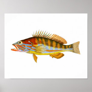 Impresión de arte de pescados antiguos no.5 Impres