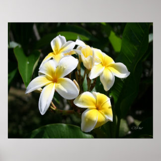 Impresión de arte de Plumeria Blanca