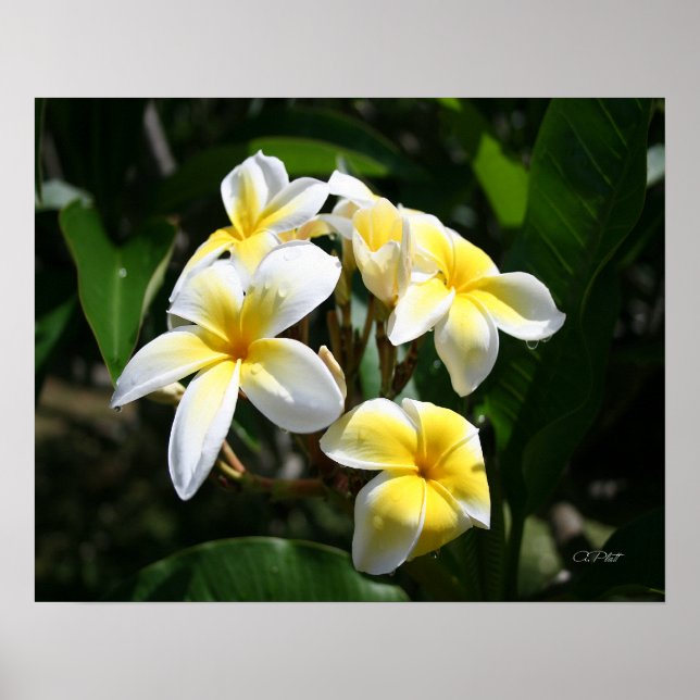 Impresión de arte de Plumeria Blanca (Frente)