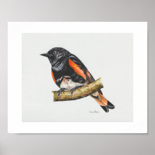 Impresión de arte de Redstart Warbler de Estados U