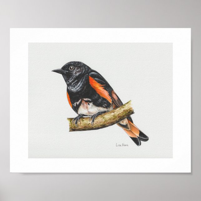 Impresión de arte de Redstart Warbler de Estados U (Frente)