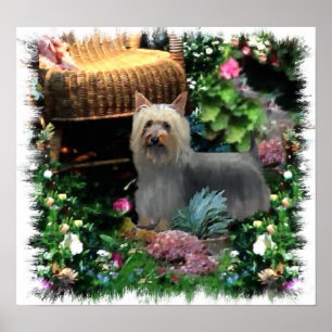 Impresión de arte de Silky Terrier
