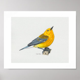 Impresión de arte de Warbler prothonotario