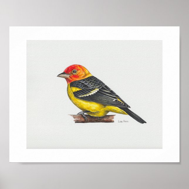 Impresión de arte de Western Tanager (Frente)