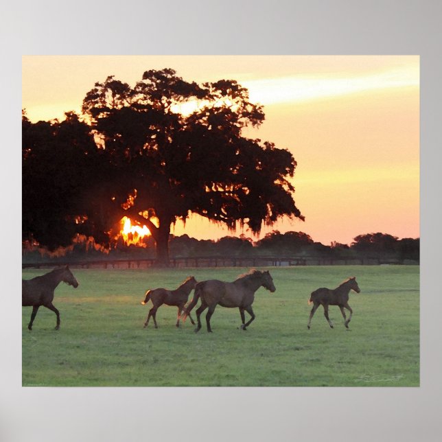 Impresión de arte del atardecer de caballo -24x20  (Frente)